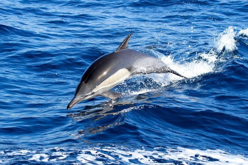 A dolphin leaping out of the water. 5