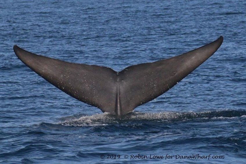 Blue Whale Tail 4