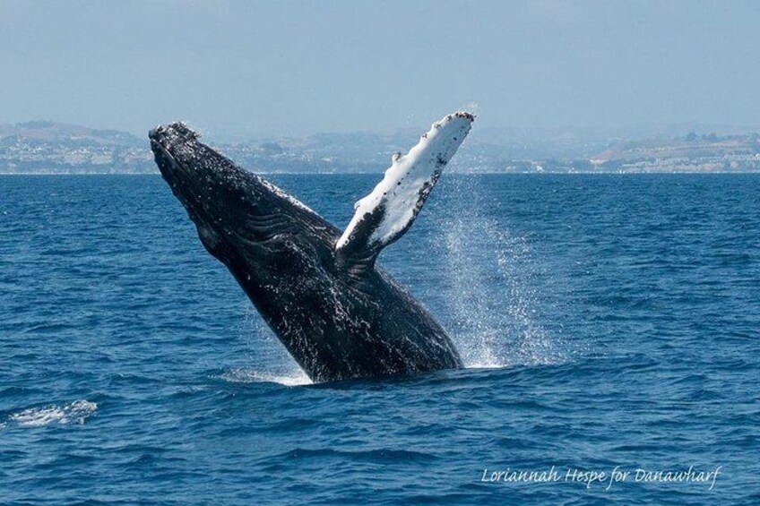 Breaching humpback whale 5