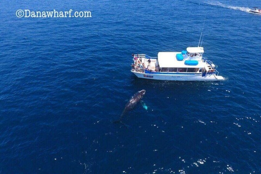 A boat with people on it, a large whale, and clear blue water. 2