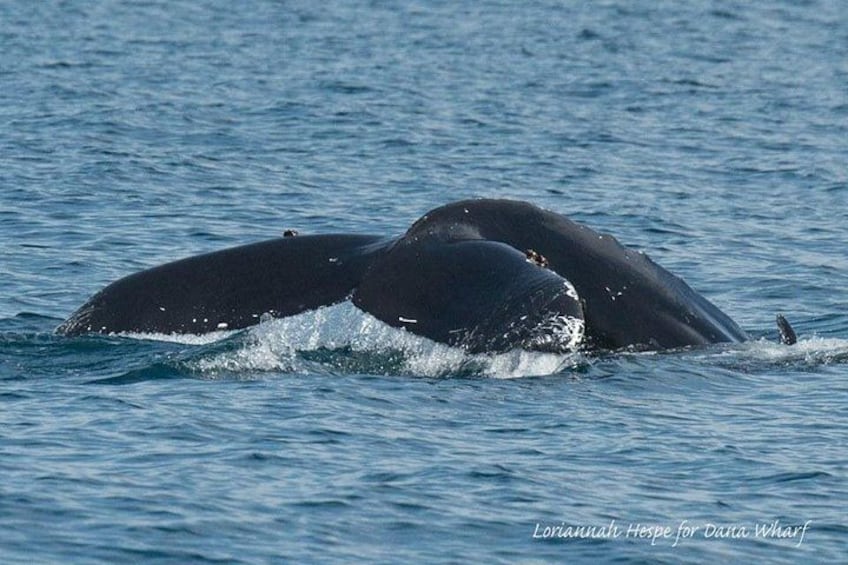 Two whales breaching the water's surface. 4