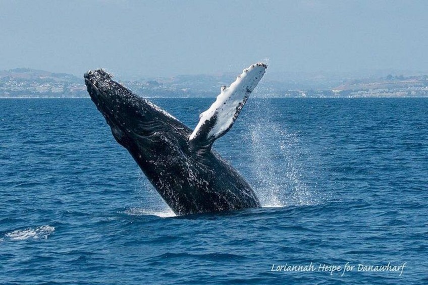 A whale breaching with its tail flukes visible above the water. 5