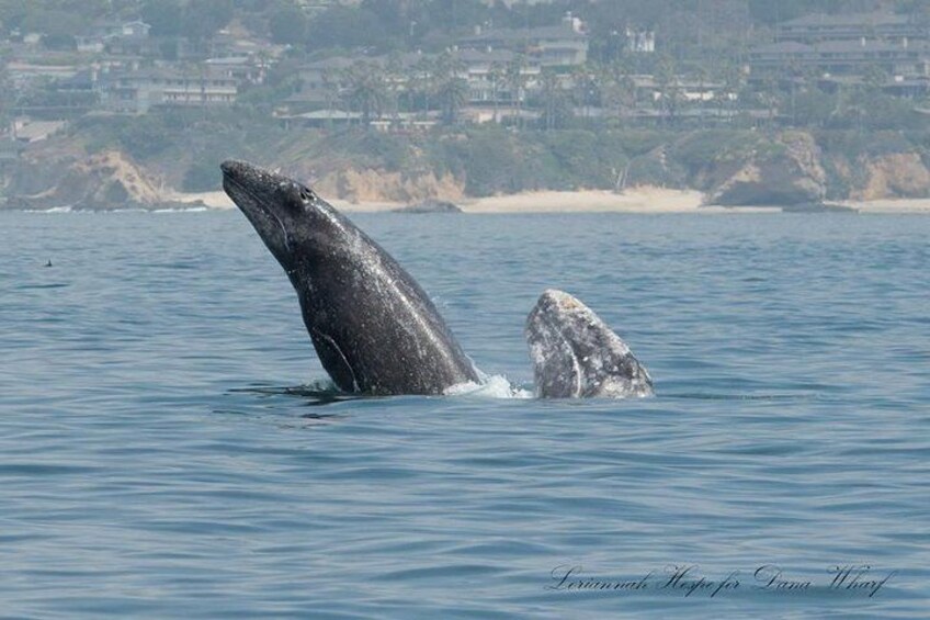 Gray whales breaching 3