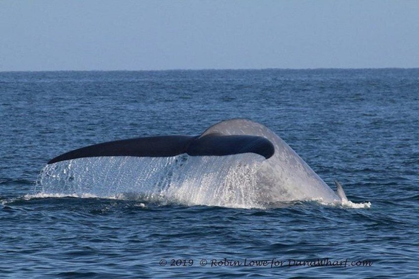 A whale breaching with its tail visible above the water. 3