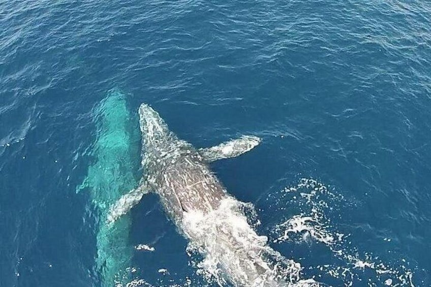 A whale swimming in the ocean. 1