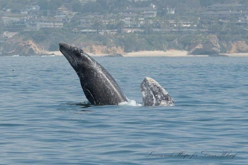 A whale breaching the water with a small whalelet nearby. 3