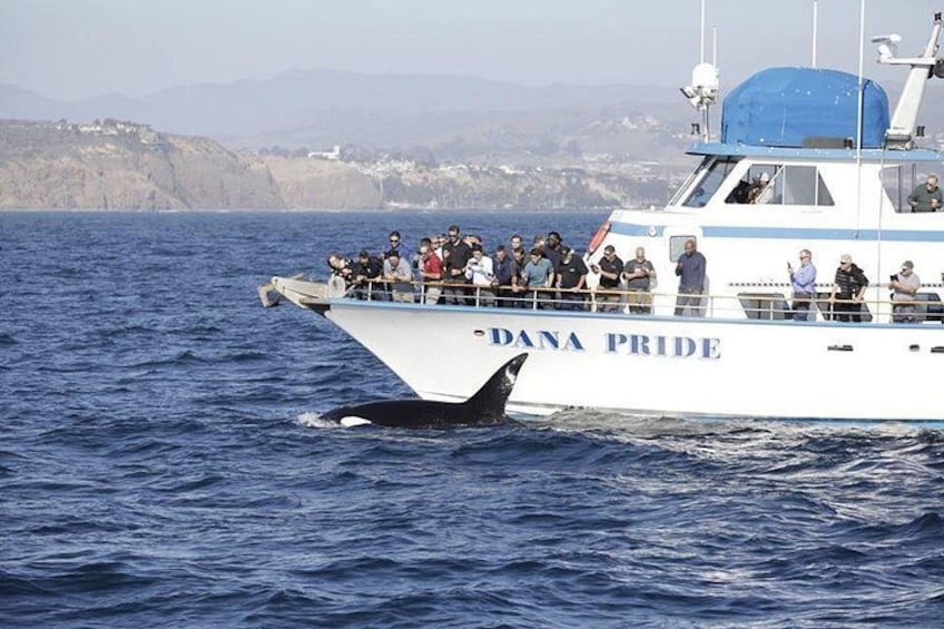 A boat named 'DANA PRIDE' with people on board and an orca in the water. 2