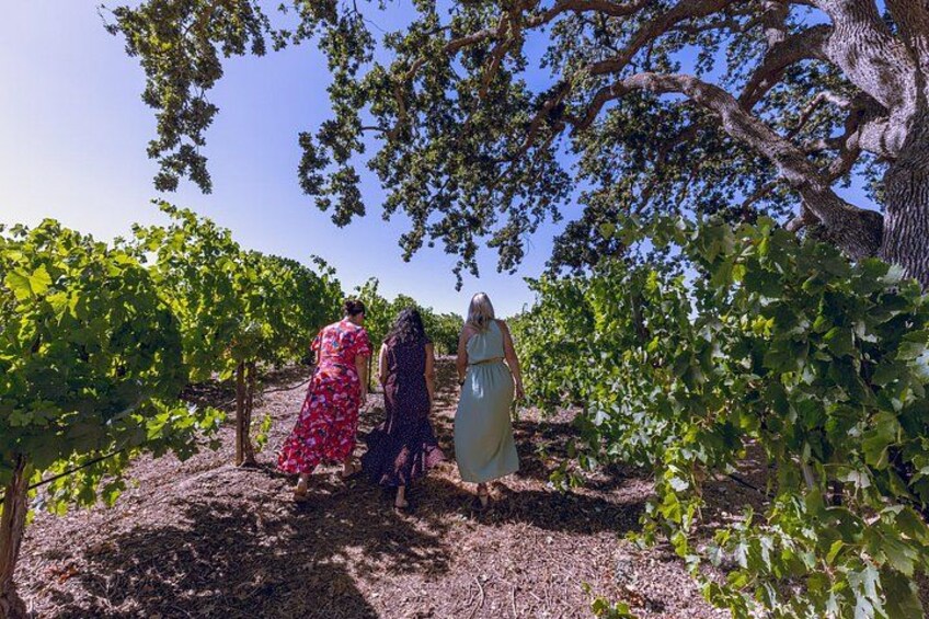 Beautiful views, fresh air and of course delicious wines 4