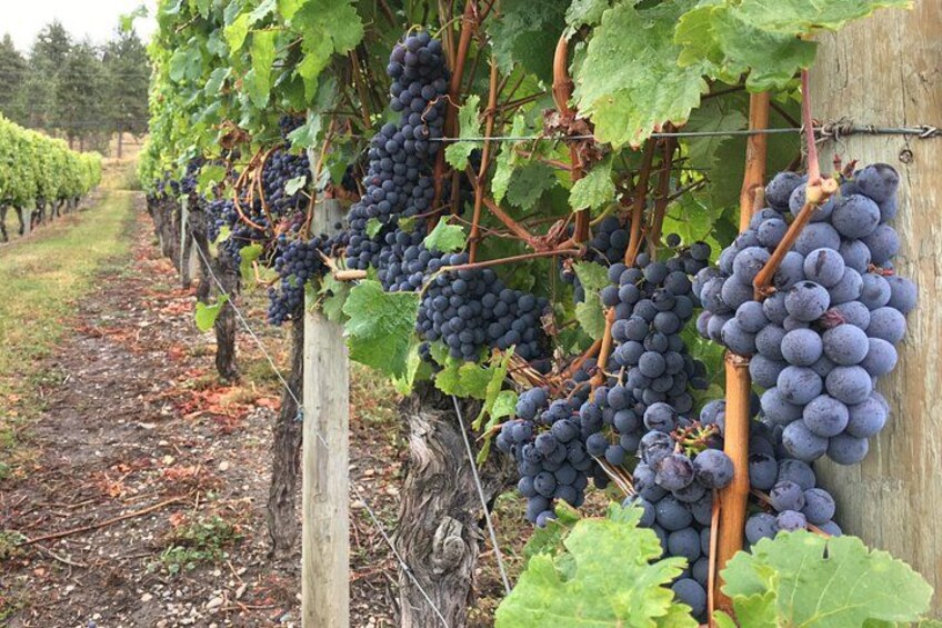 Viñedo con hileras de vides cargadas de racimos de uvas moradas oscuras. 3