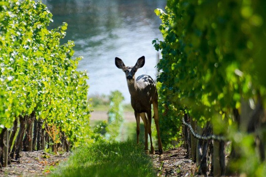A deer in a vineyard with rows of grapevines and a body of water in the background. 1