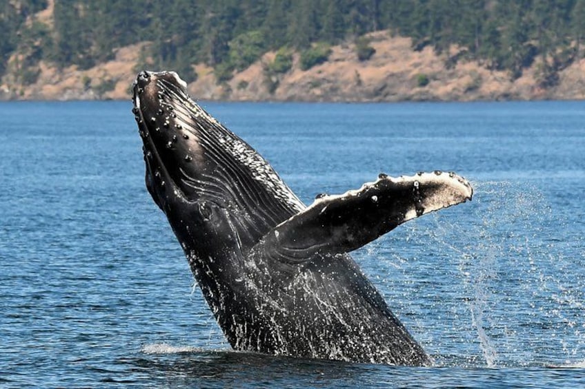 Een walvis springt uit het water, met open mond, waarbij water rondspettert, met een rotsachtige kustlijn op de achtergrond. 3