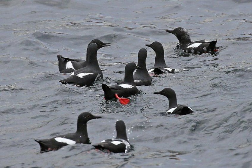 Een groep zwarte en witte vogels zwemmen in het water. 2