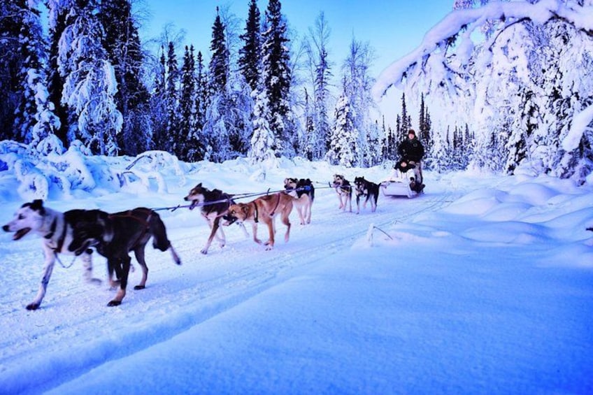 A group of sled dogs pulling a sled through a snowy forest. 3