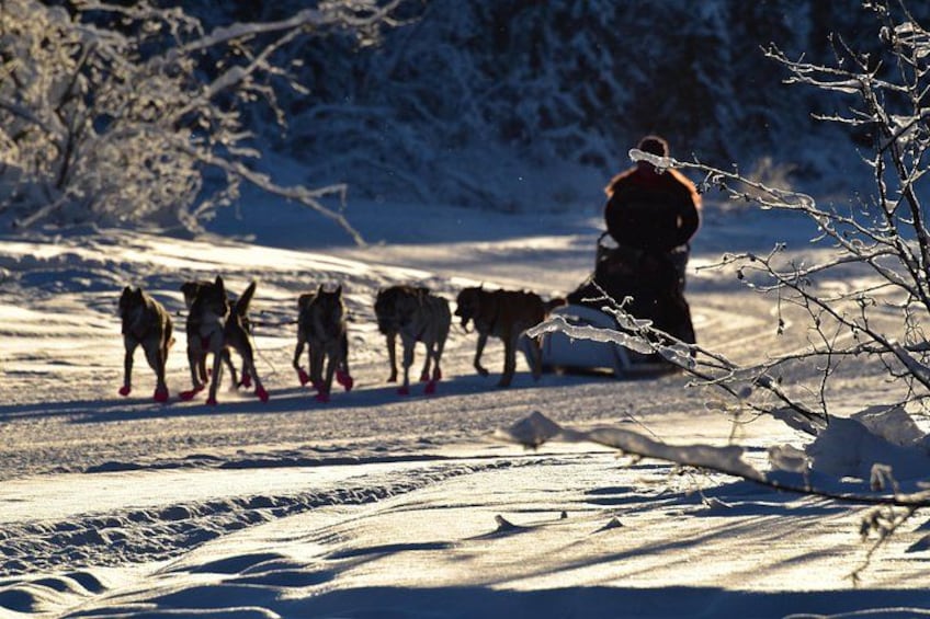 A person leading a team of sled dogs on a snowy trail. 5