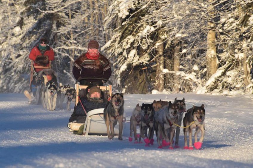 A sled being pulled by dogs in a snowy forest. 1