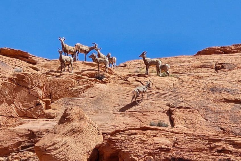 Un groupe de mouflons d’Amérique sur une montagne rocheuse. 4