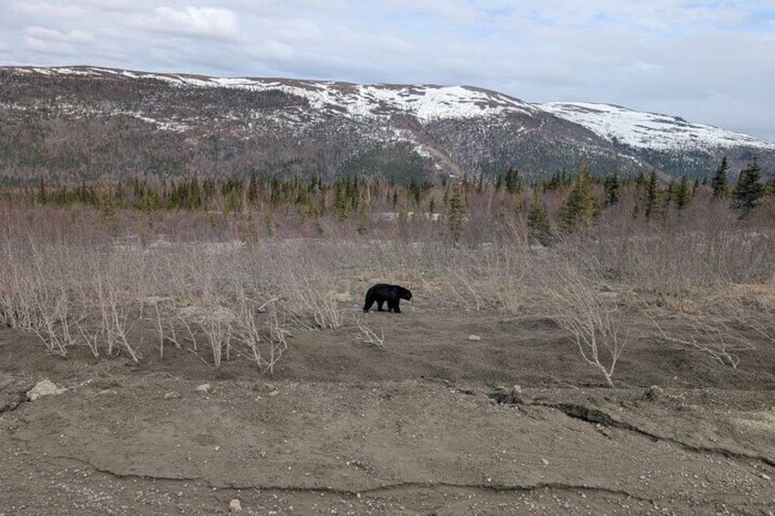 Un ours dans un paysage naturel, avec des montagnes et une végétation clairsemée. 5