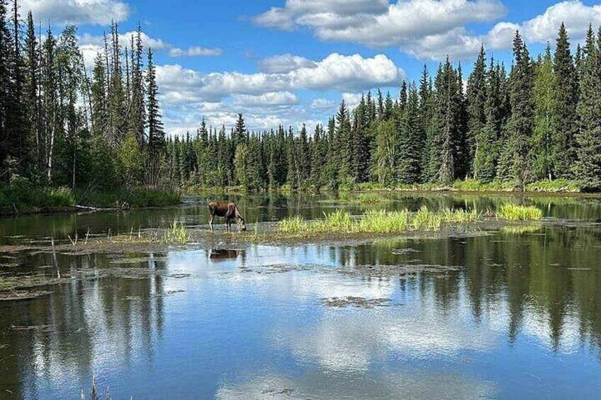 Chena Hot Springs Day Tour 3