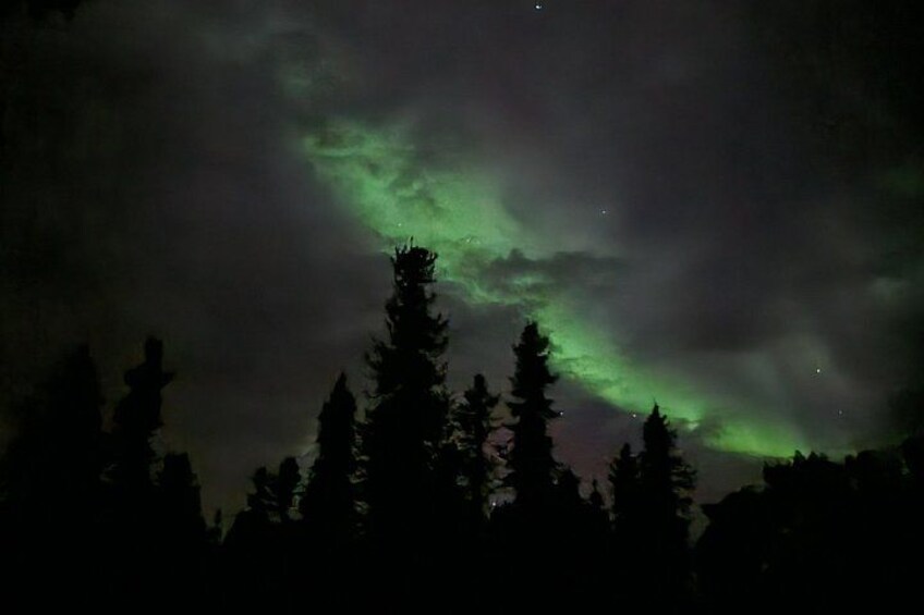 The Northern Lights over a forest. 2
