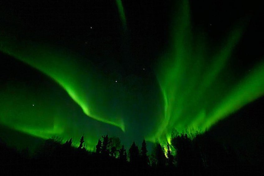 The aurora borealis over a forested landscape. 2