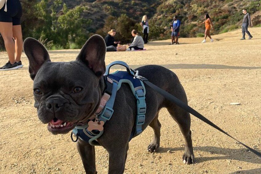 Hollywood Sign 2.5-Hour Tour with Comedians and Their Dogs 3
