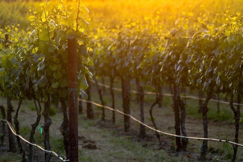Ein Weinberg mit Reihen von Reben im Abendlicht. 2