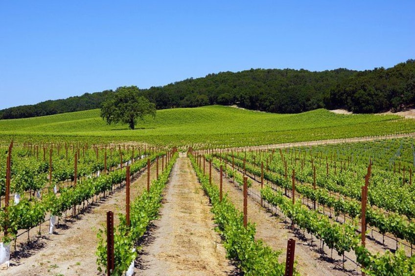 Paso Robles Wine Adventure within the Paso Robles Wine Region 3