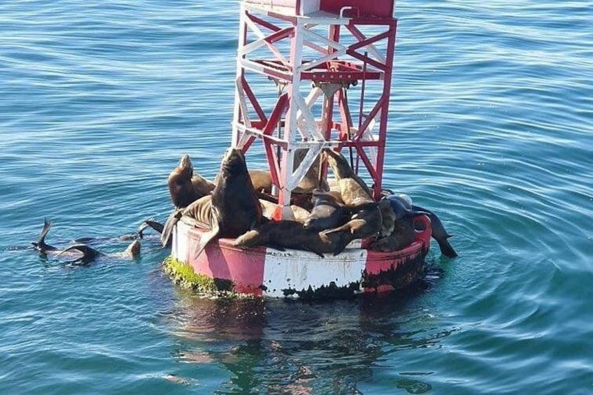 A floating platform with seals resting on it. 2