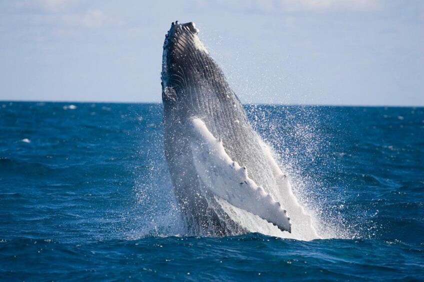 Whale-Watching and Orange County Beach Bus Tour from Anaheim 2