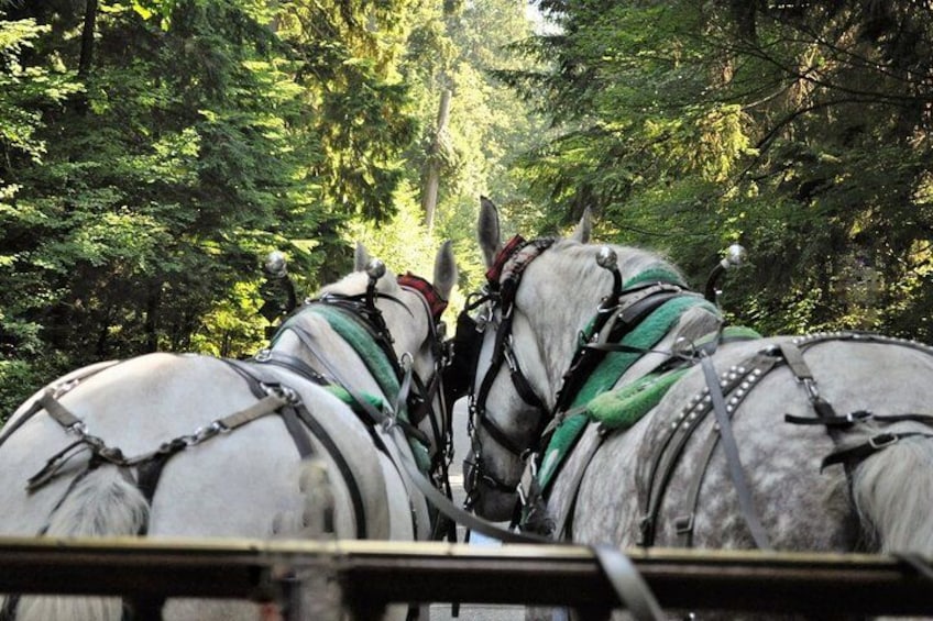 Dos caballos atados a un carruaje, rodeados por un bosque frondoso. 2