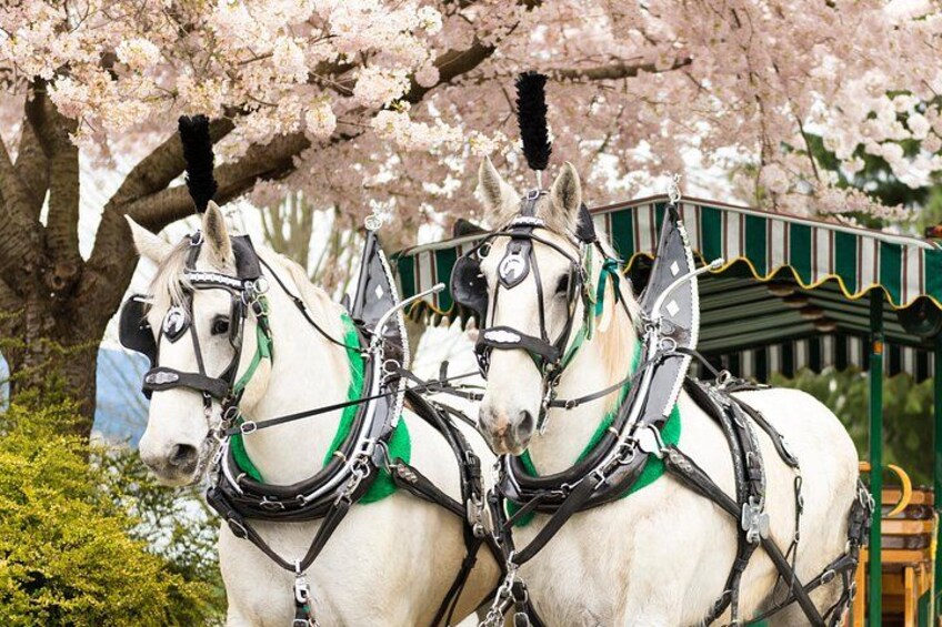 Stanley Park Horse Drawn Tour in Vancouver 2