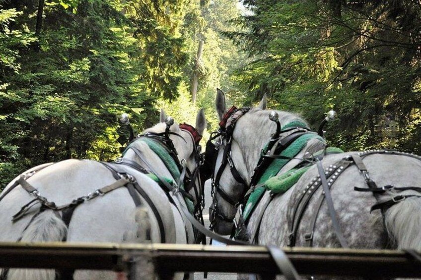 Stanley Park Horse Drawn Tour in Vancouver 3
