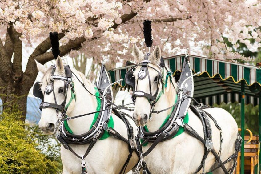 Dos caballos blancos atados a un carruaje verde y blanco. 3