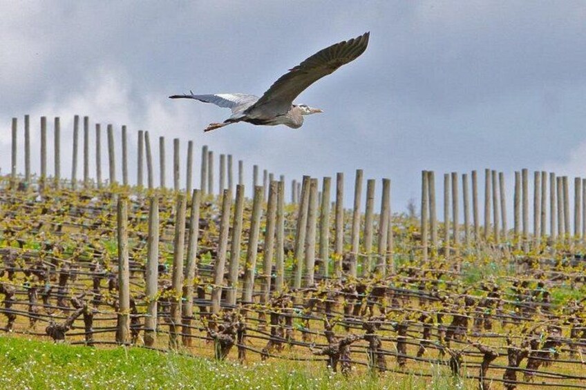 A bird flying over a vineyard with wooden trellises. 1