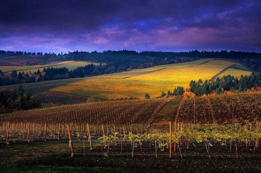 Small Group: Willamette Valley Wine Tour From Portland (Tasting Fees Included) 2
