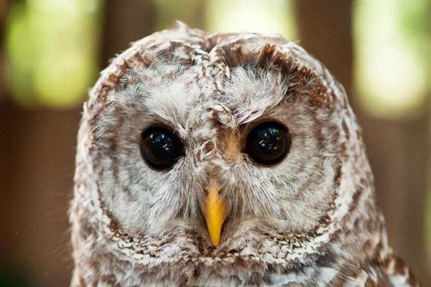 A close-up of an owl with large eyes and a yellow beak. 4