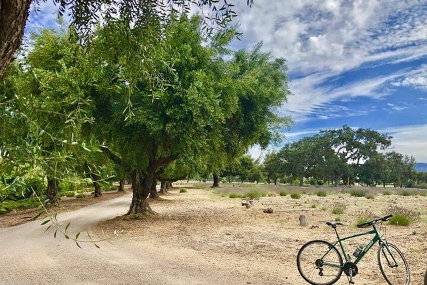 Bike at Farm