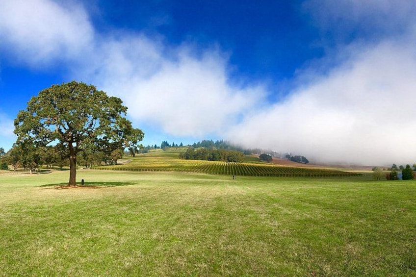 Private - Willamette Valley Wine Tour From Portland (tasting fees included) 2