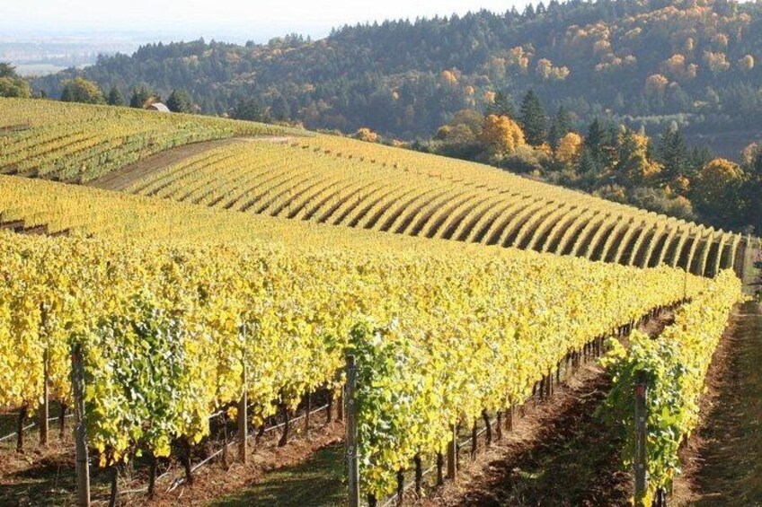 Private - Willamette Valley Wine Tour From Portland (tasting fees included) 2