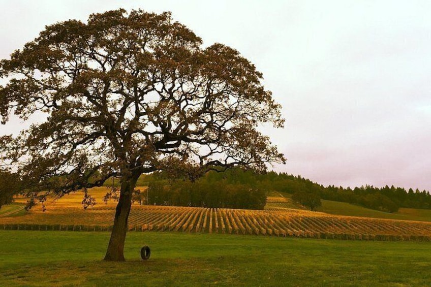 Private - Willamette Valley Wine Tour From Portland (tasting fees included) 3