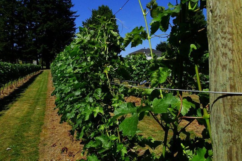 A vineyard with rows of grapevines. 3