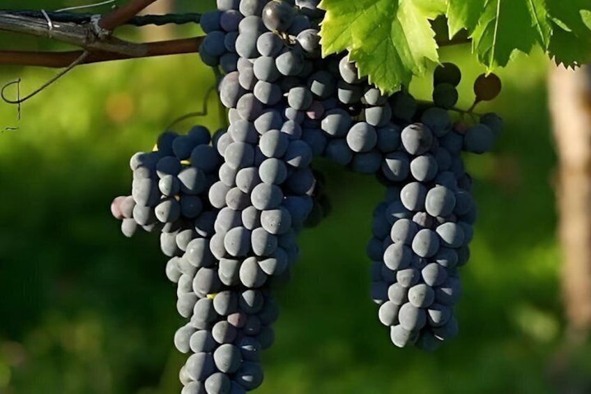 Solvang Santa Ynez Valley Small Group All-Inclusive Wine Tour 2