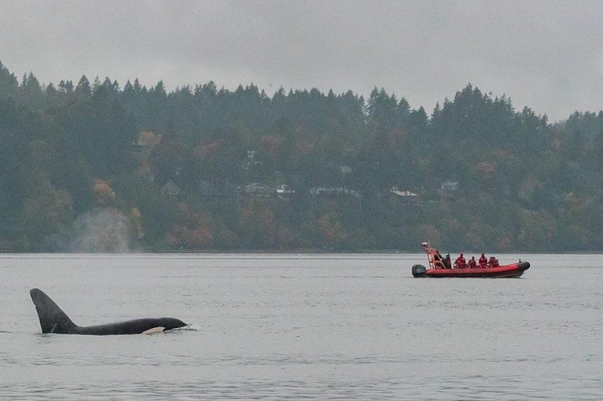 A whale in the water, a red boat with people, and a forested shoreline. 5