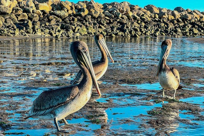 Brown pelicans 2