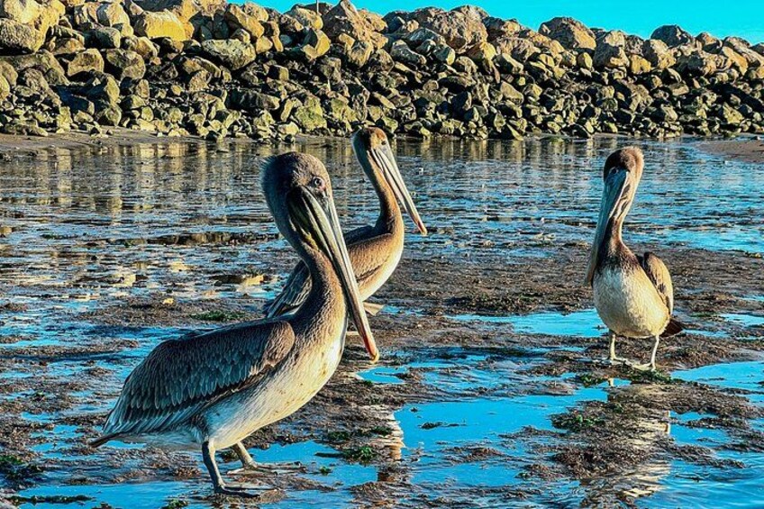 Brown pelicans 2