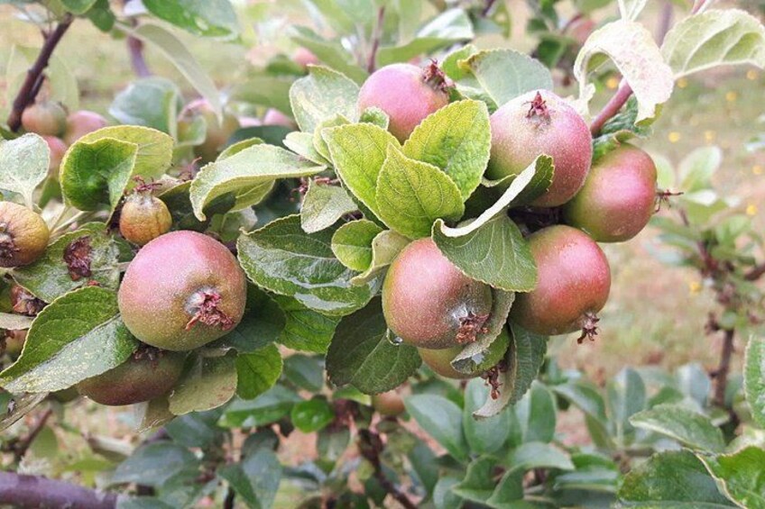 A cluster of red and green apples on a tree with green leaves. 2