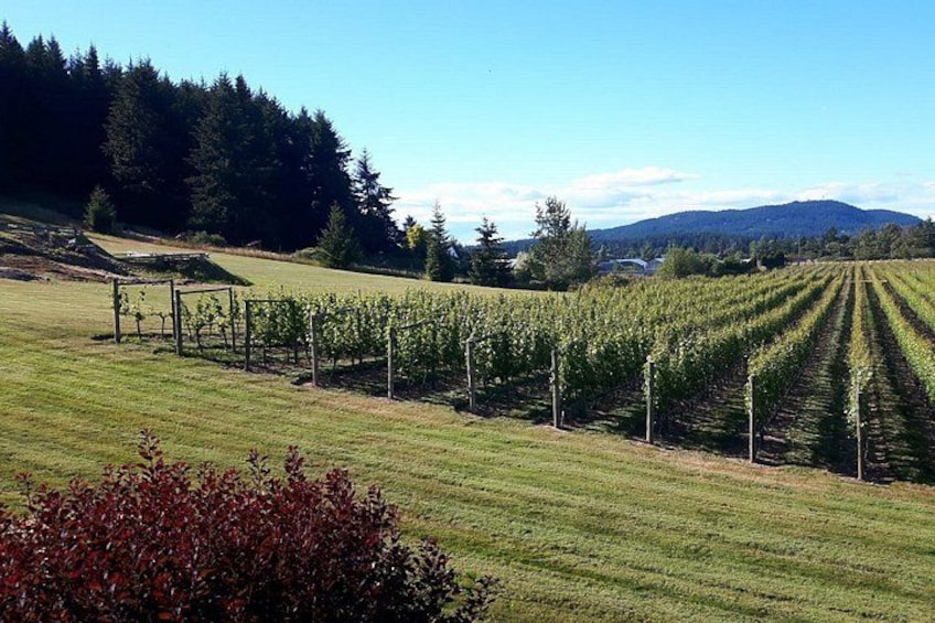 A vineyard with rows of grapevines, a grassy field, and a forested hill in the background. 2