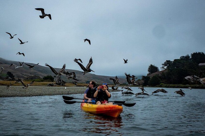 Russian River Kayak Tour at the Beautiful Sonoma Coast 2