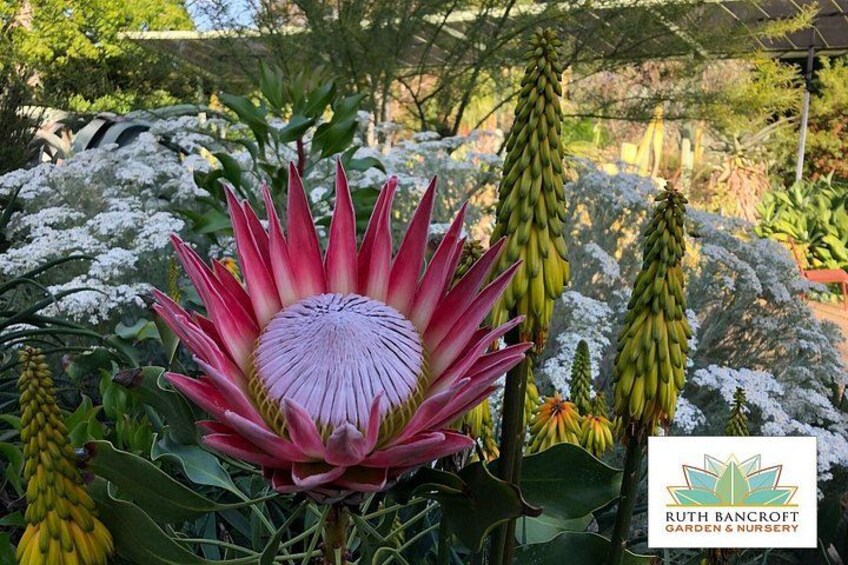 Ruth Bancroft Garden General Admission Ticket 3