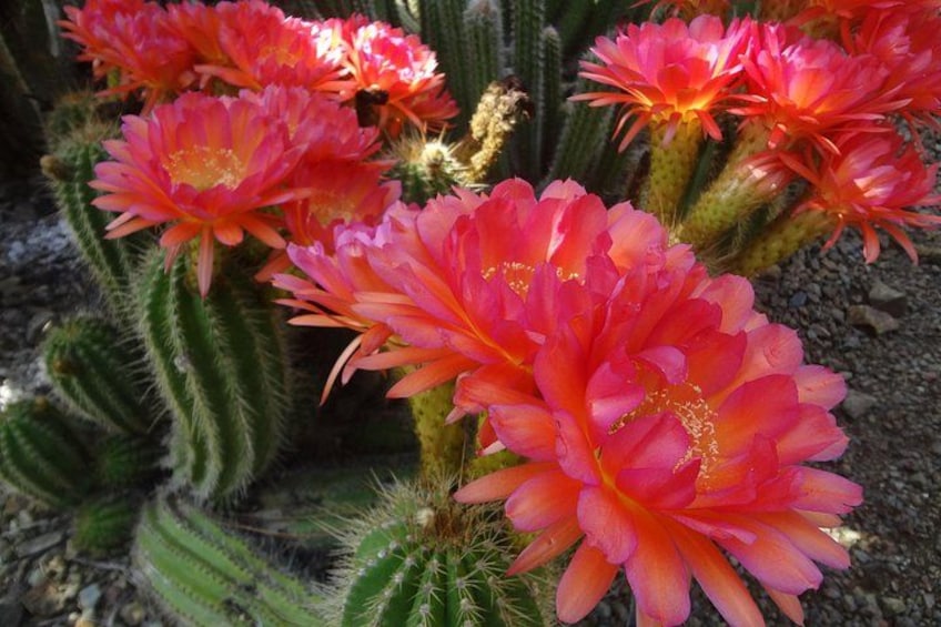 Ruth Bancroft Garden General Admission Ticket 3
